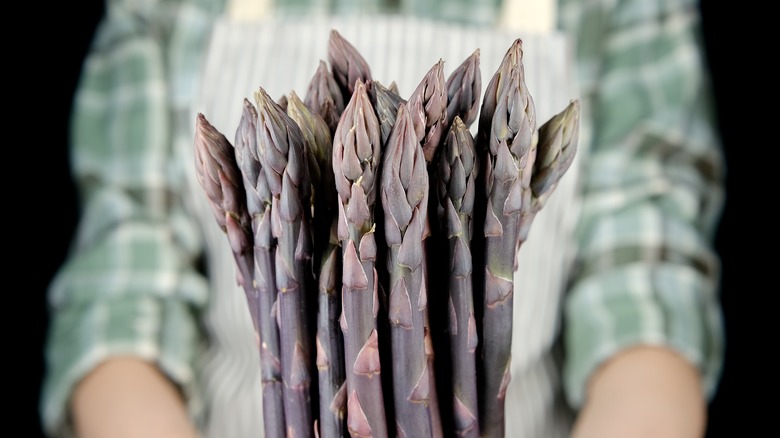 Hands holding purple asparagus 