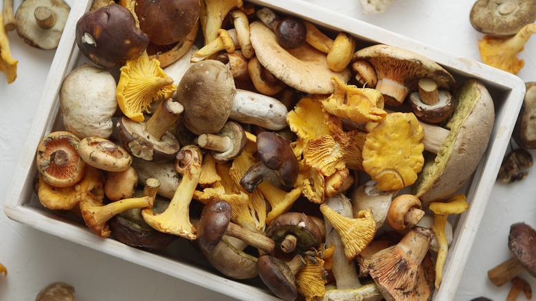 Wild mushroom assortment in tray