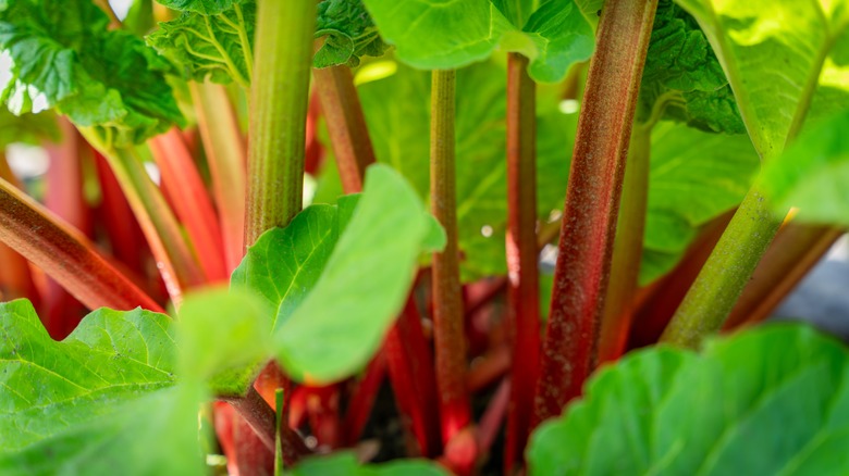 Close up of rhubarb stems