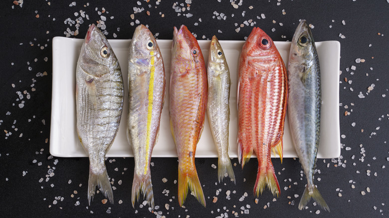 various kinds of fish plated