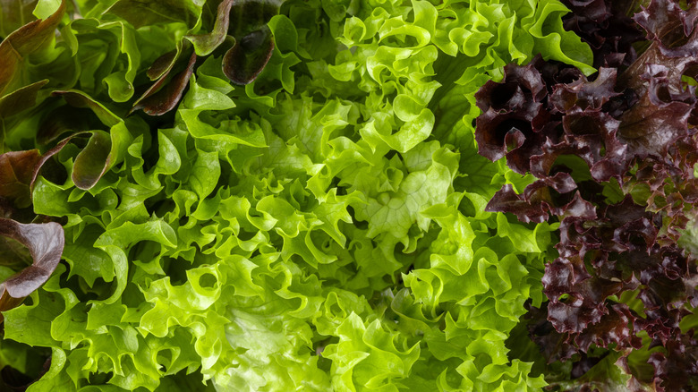 A closeup shows green and purple lettuce leaves.