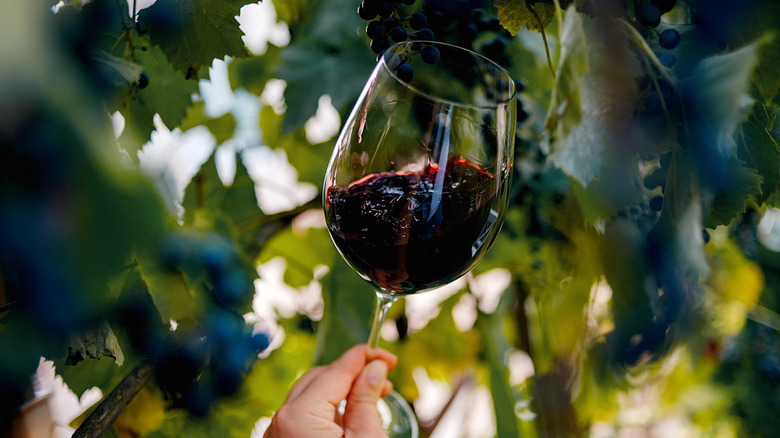 Glass of red wine being held in front of a grape vine