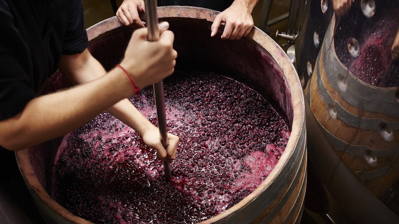 Red wine grapes being crushed in a barrel by two people