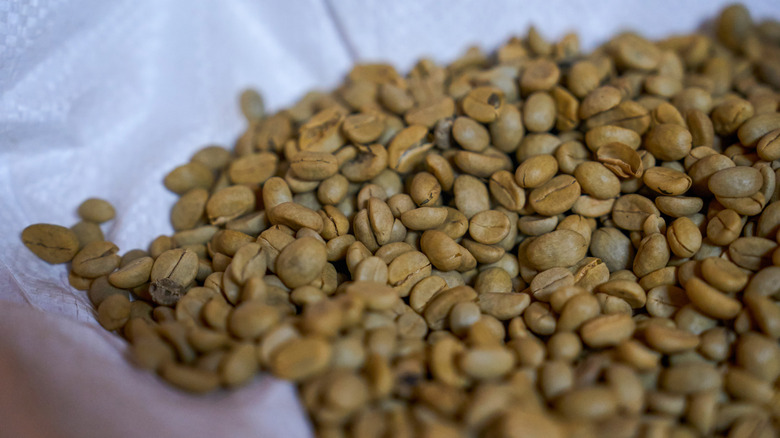 A sack of green (unroasted) coffee beans.