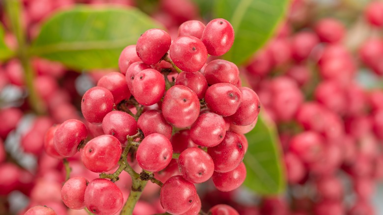 Pink peppercorn tree