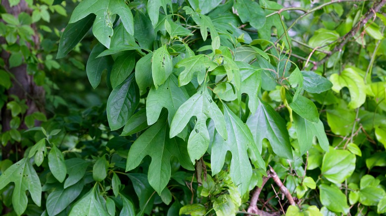 The sassafras plant