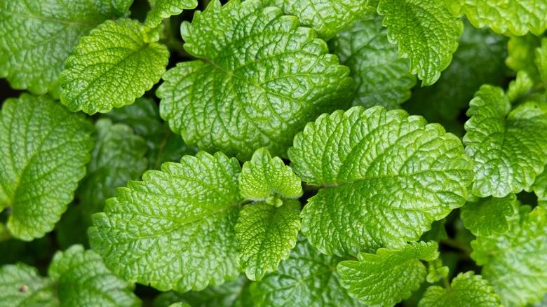 close up of fresh peppermint leaves