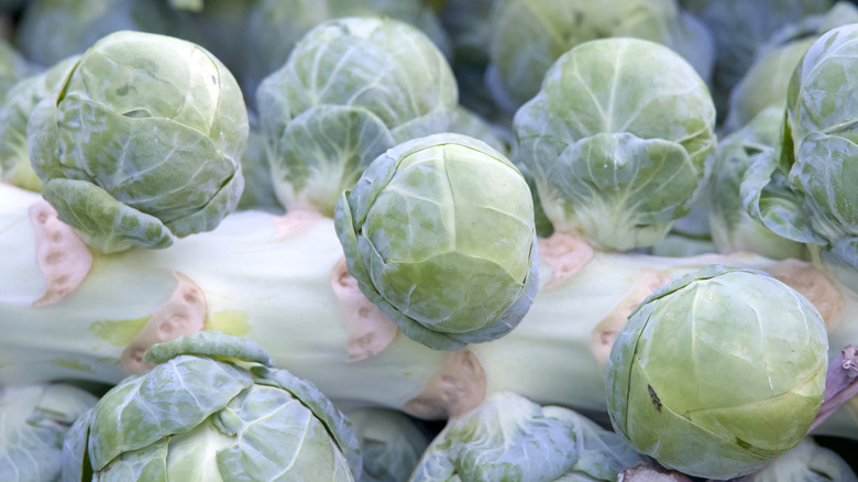 Brussels sprouts on a stalk