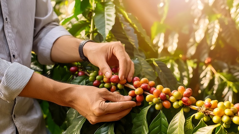 Coffee beans growing on plant