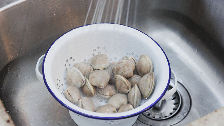 Rinsing clams in colander