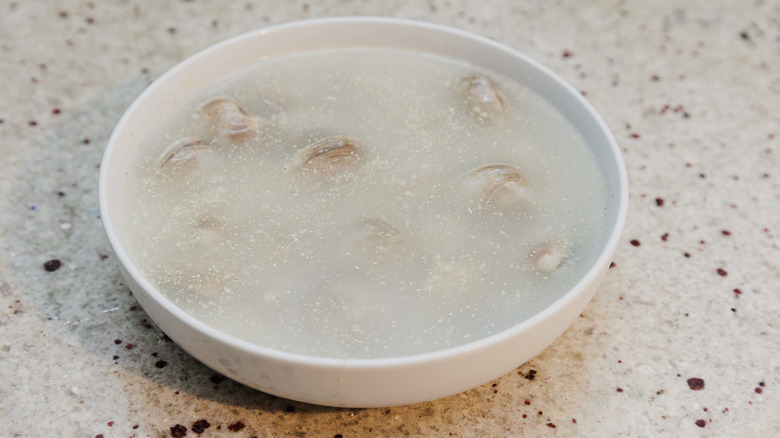 Clams soaking in cornmeal water