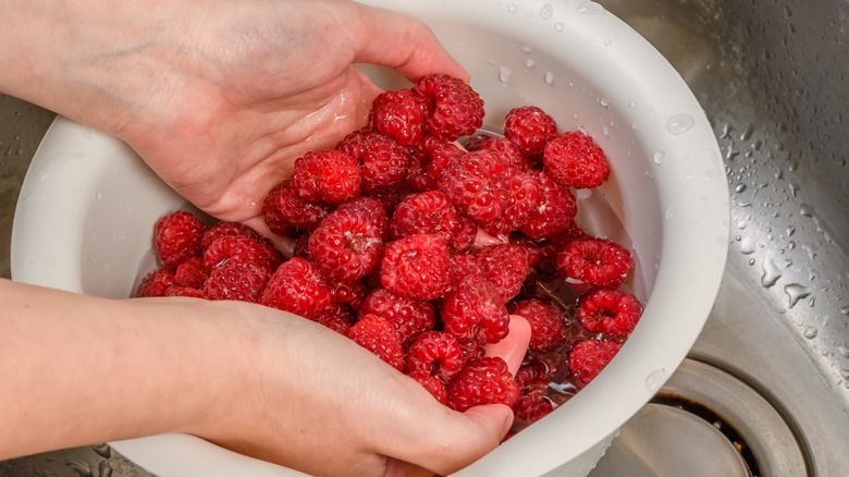 Hands washing raspberries