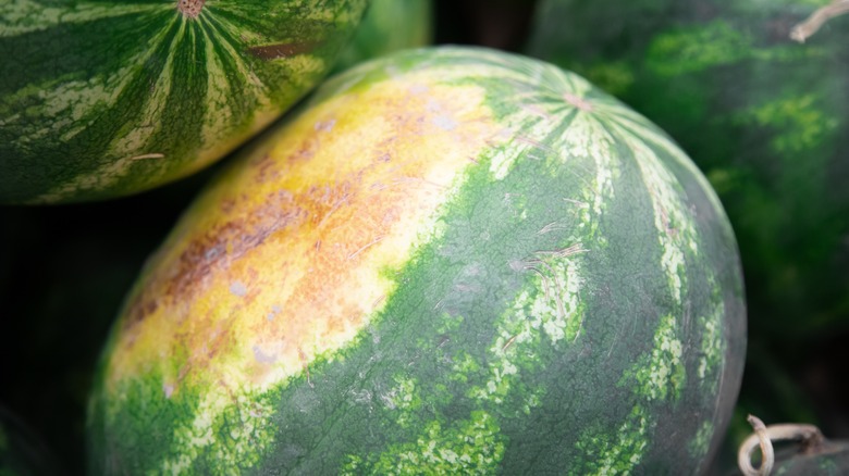 How To Identify The Best Watermelon By The Field Spot