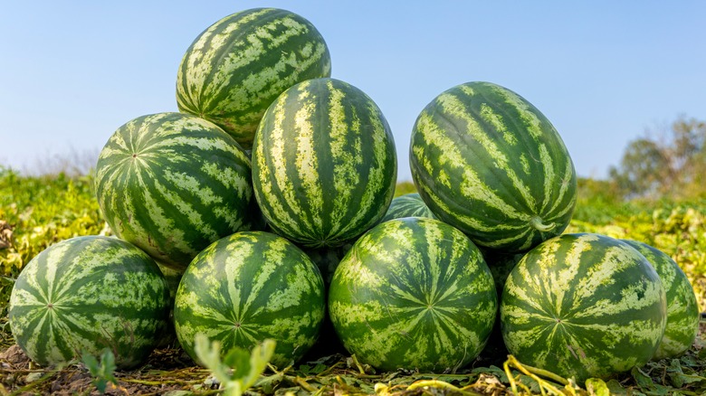 a pyramid stack of watermelons in the field