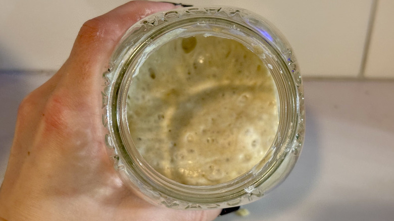 Sourdough starter in a cup