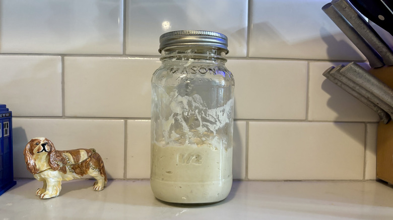 Sourdough starter on a counter