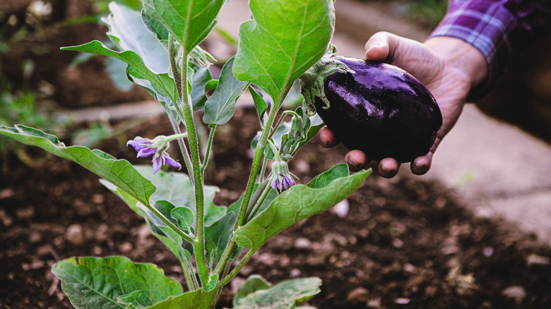person picking eggplant