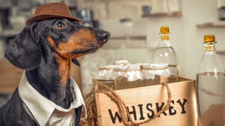 Dog in 1920s bootlegger costume with fake whiskey