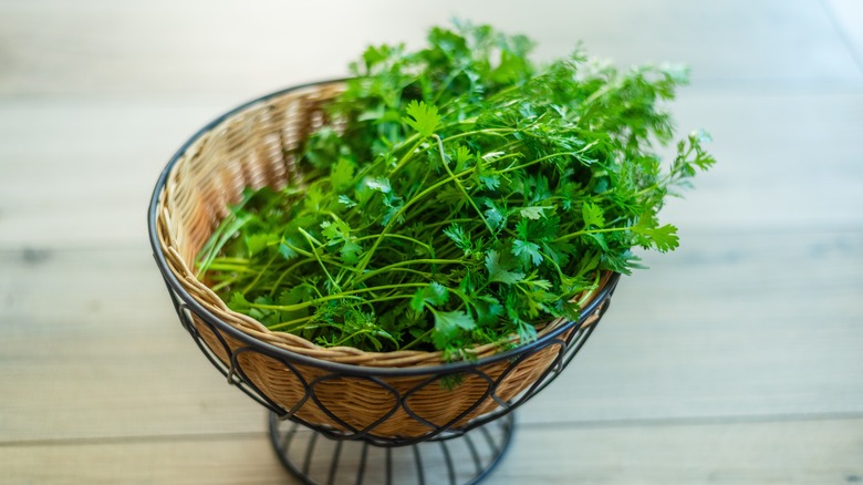 A basket of cilantro bunches