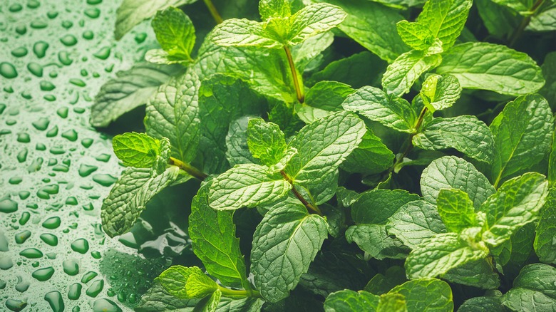 sprigs of fresh mint leaves