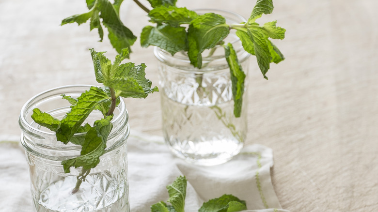 mint in mason jar