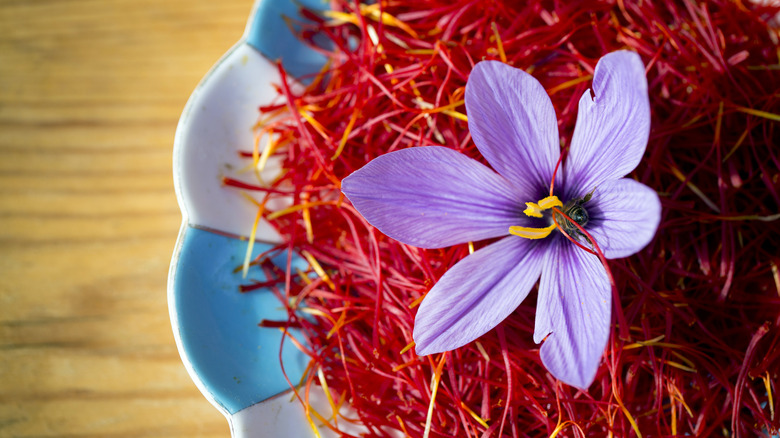 A purple Crocus flower sits on top of a pile of saffron on a plate