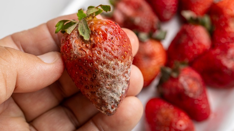 A person holding a moldy strawberry