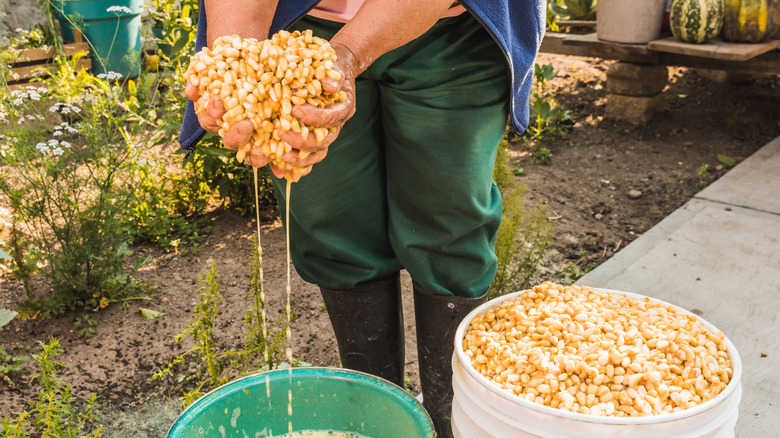 soaked hominy in bucket