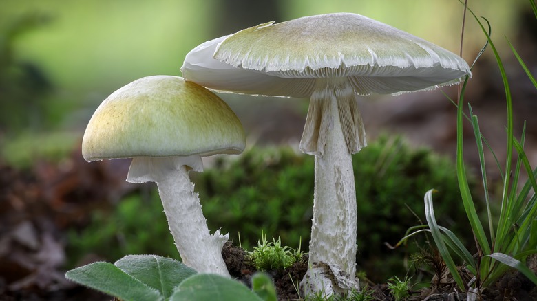 Two "death cap" wild mushrooms growing outdoors