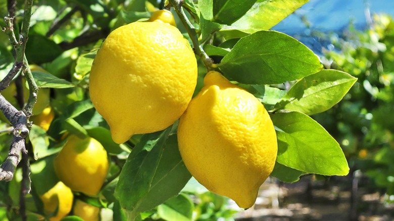 Lemons on the tree