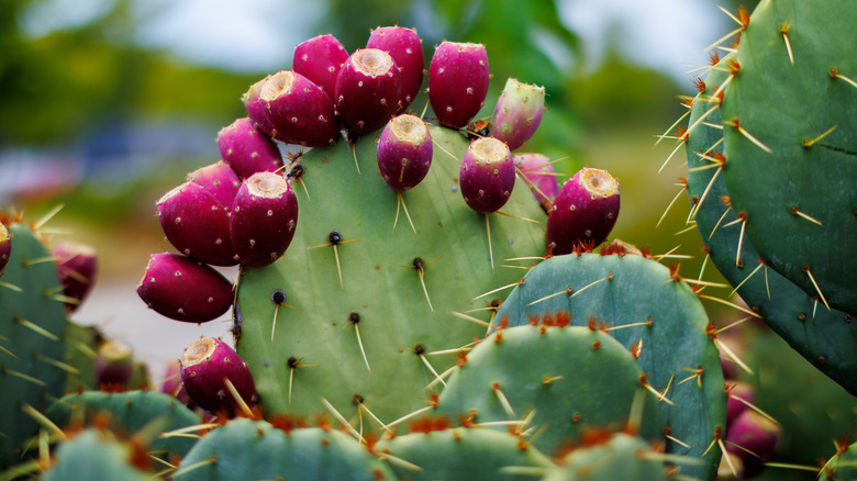 zoomed-in shot of prickly pear cactus, which is safe to drink water from