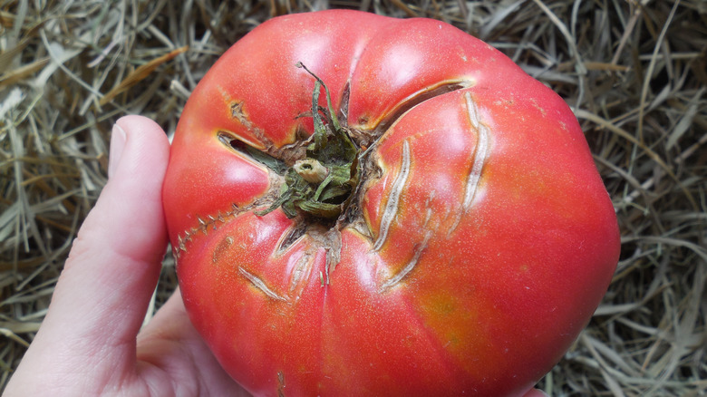 Healed concentric cracks on tomato