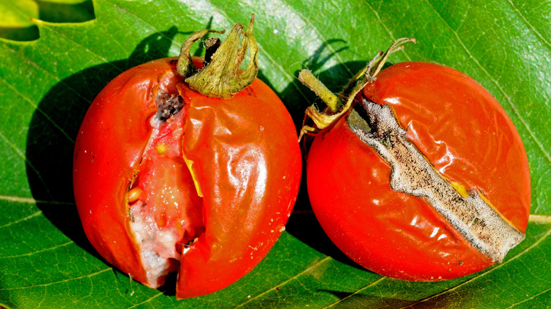 Split tomato that is rotting