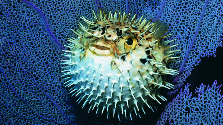 A pufferfish underwater