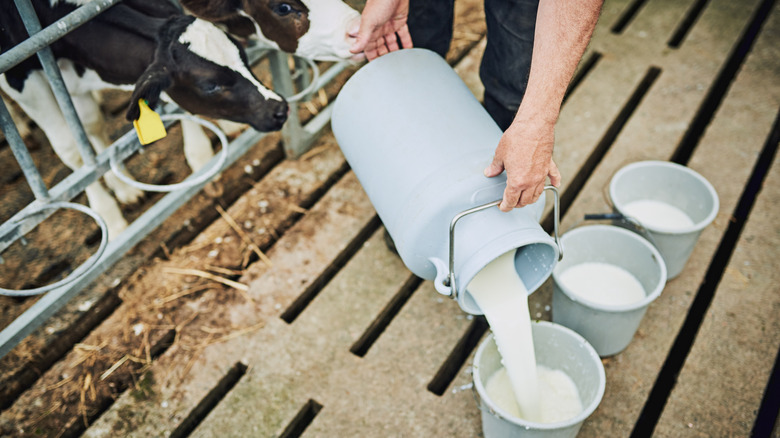 Farmer pouring milk into buckets next to two cows