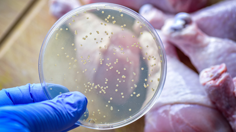 Bacterial culture in petri dish held in front of a plate of raw chicken drumsticks
