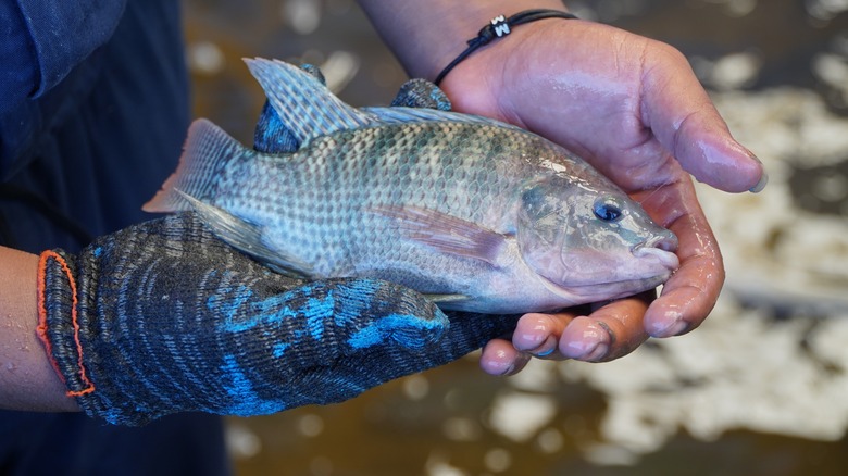 man holding tilapia fish