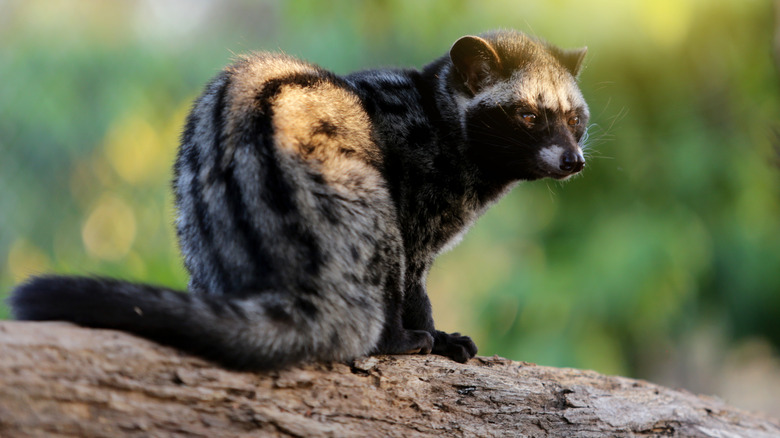 Civet on a coffee plantation