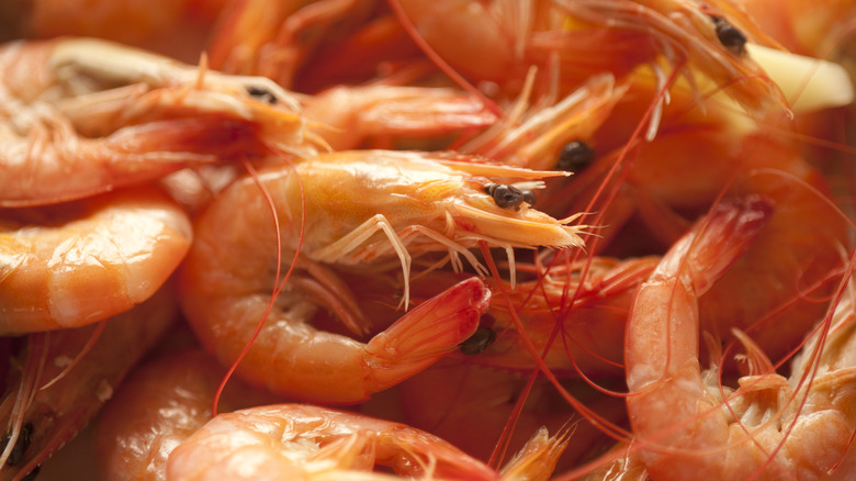 pile of red-orange shrimp close up