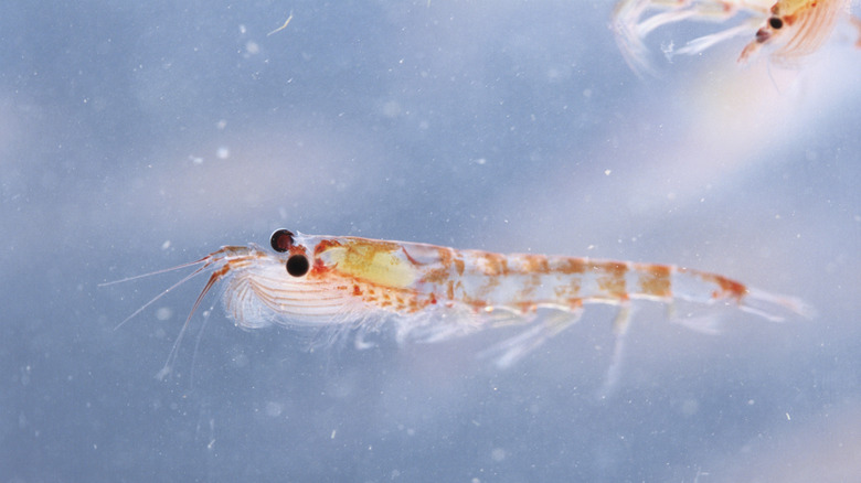 close up of a single krill