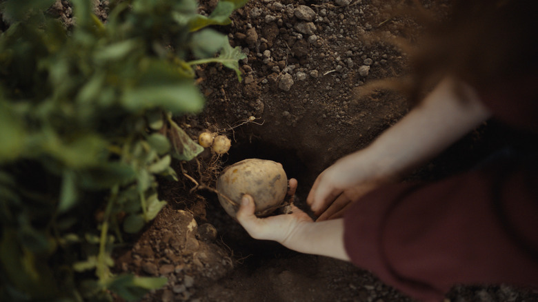 Still from Lay's farmer commercial of person pulling a potato from the ground