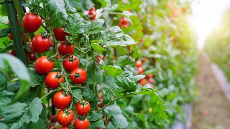 Tomatoes on vine with leaves