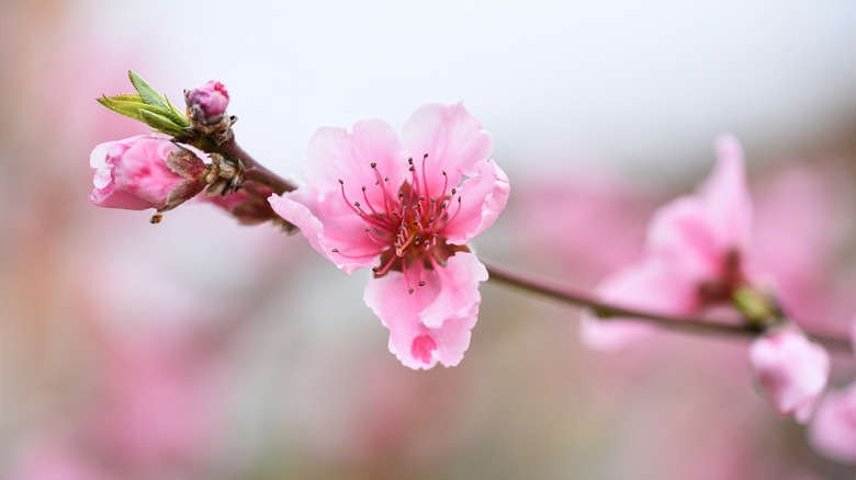 Cherry blossom close-up