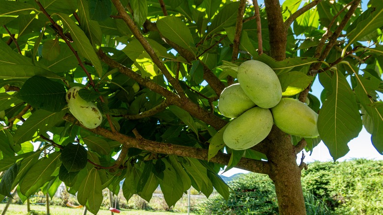 Fruit of a pawpaw tree