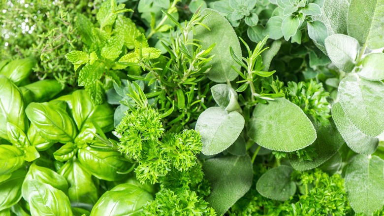 various types of fresh herbs