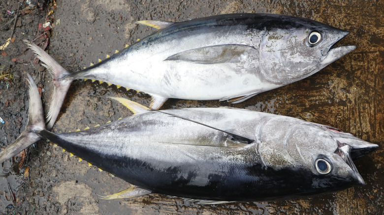Two yellowfin tuna fish 