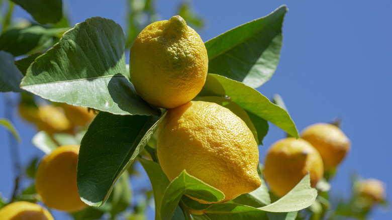 Lemon growing on a tree