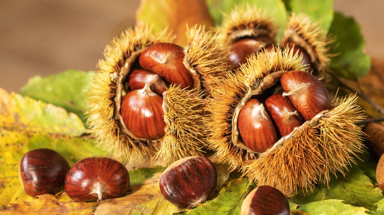 Chestnuts sitting in their native plant