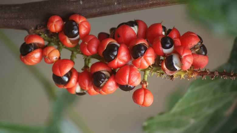 Guarana seeds and fruit