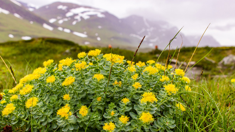 Rhodiola plant